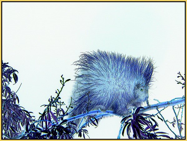 A porcupine impression at Devils Tower Lodge Bed & Breakfast!